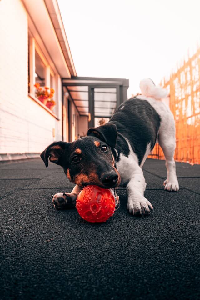 A dog playing with a red ball.